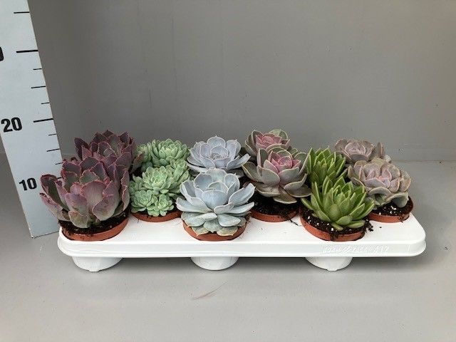 Echeveria gemengd