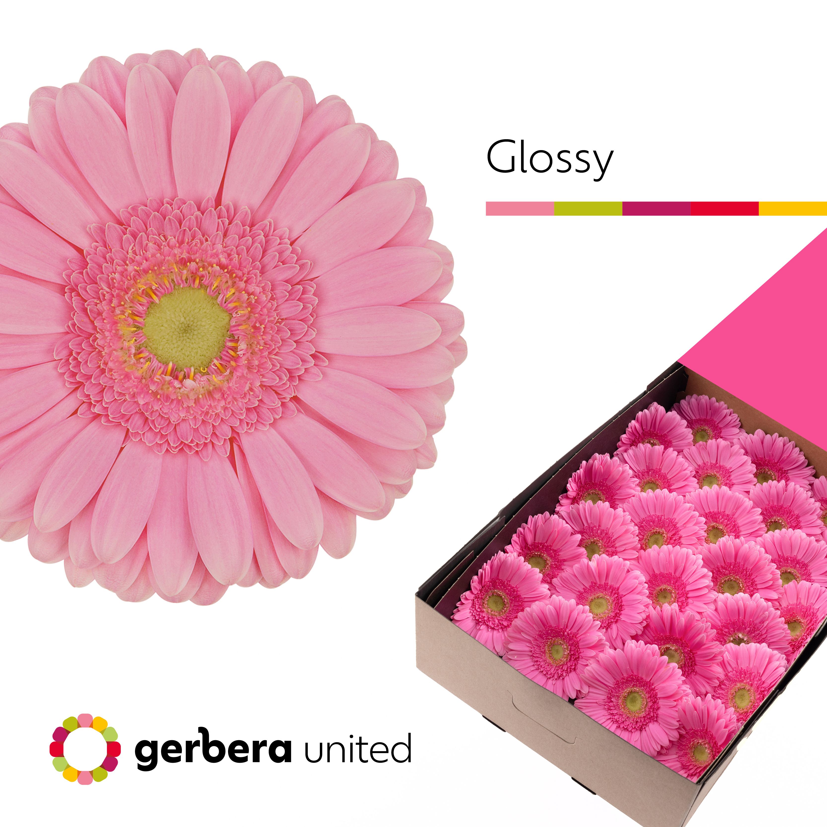 Gerbera Glossy