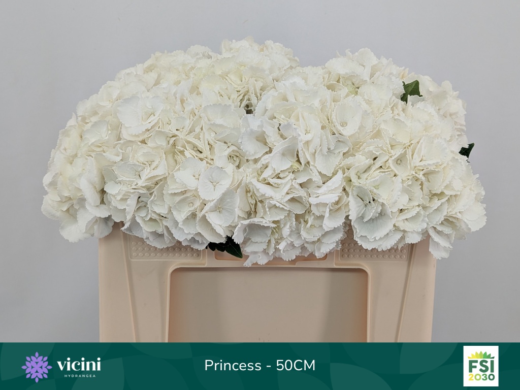 Hydrangea Royal Princess 50cm 18Ø