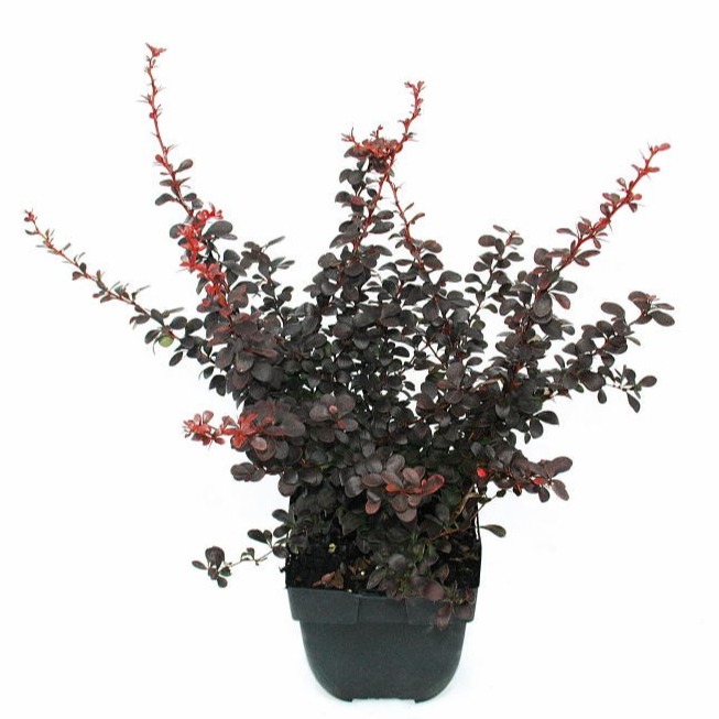 Picture of Berberis thunbergii 'Dart's Red Lady' P17