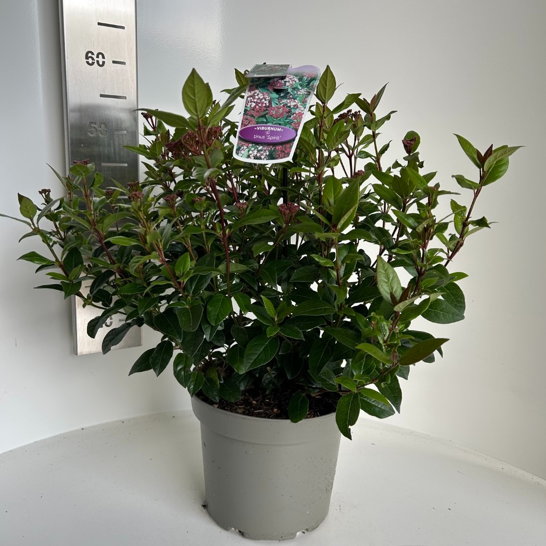 Picture of Viburnum tinus Spirit P23 (5 Ltr) (LOOSE)