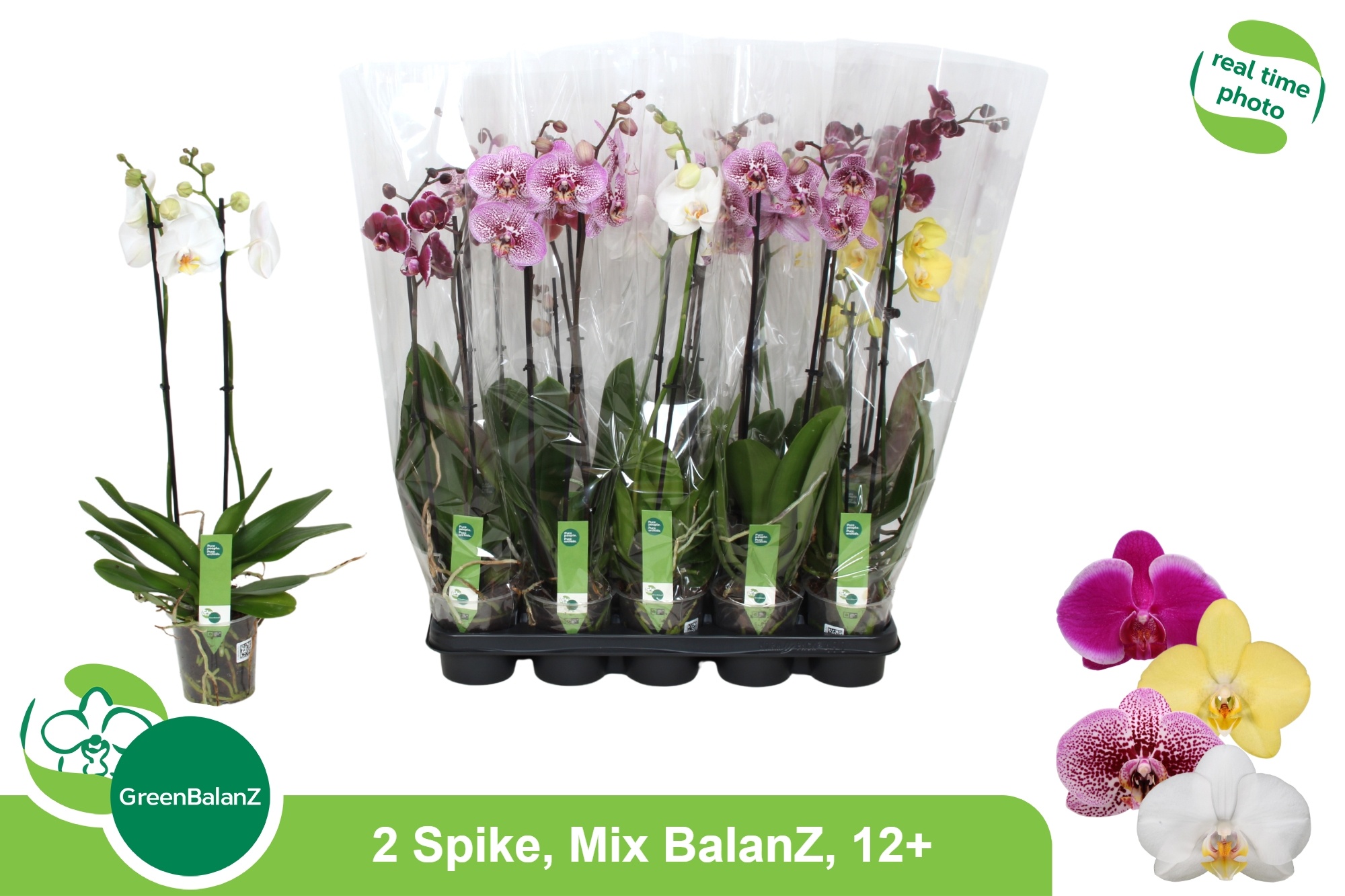 Phalaenopsis Asst 12Ø 65cm