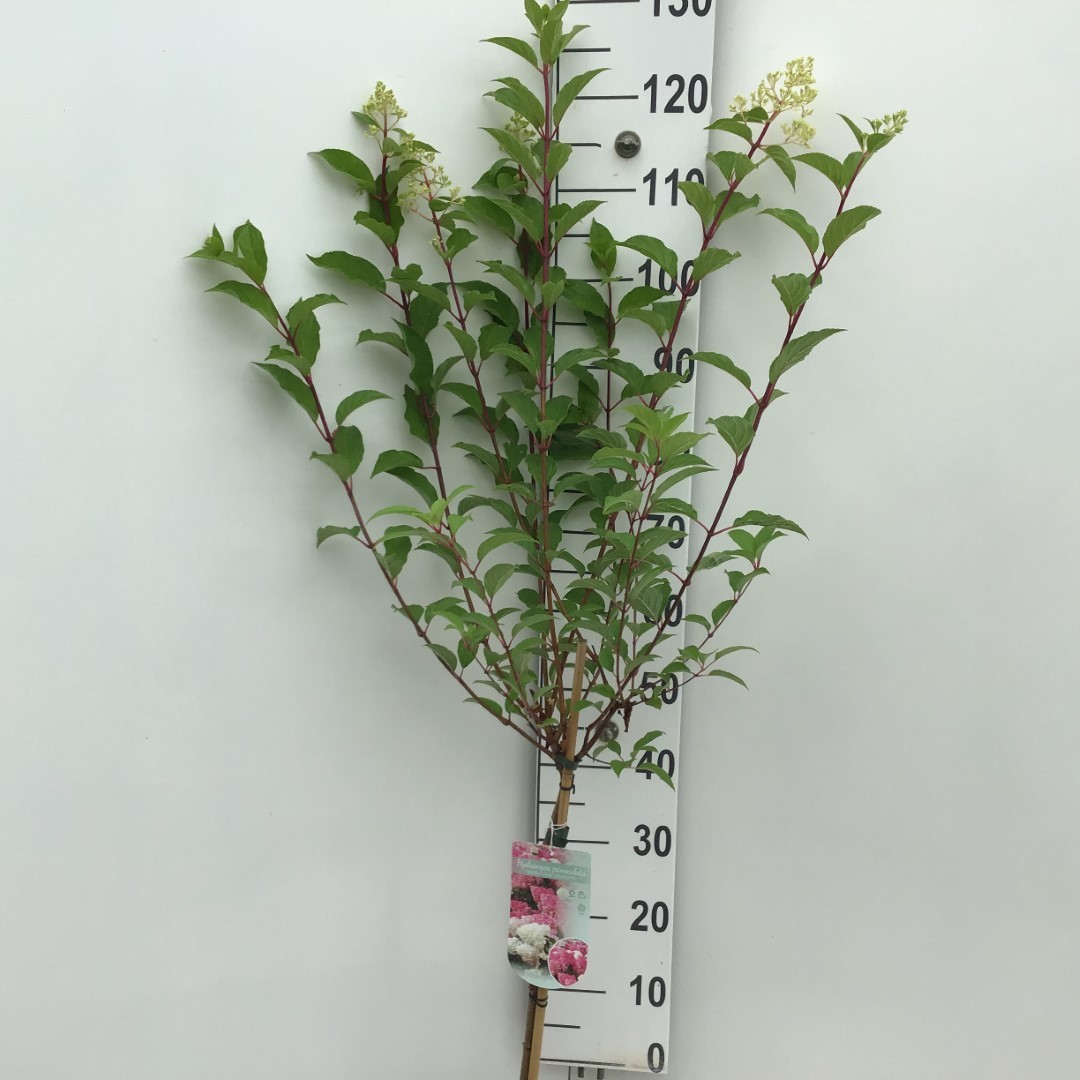 Picture of Hydrangea paniculata Vanille-Fraise P23 (5 Ltr) 60/STD (LOOSE)