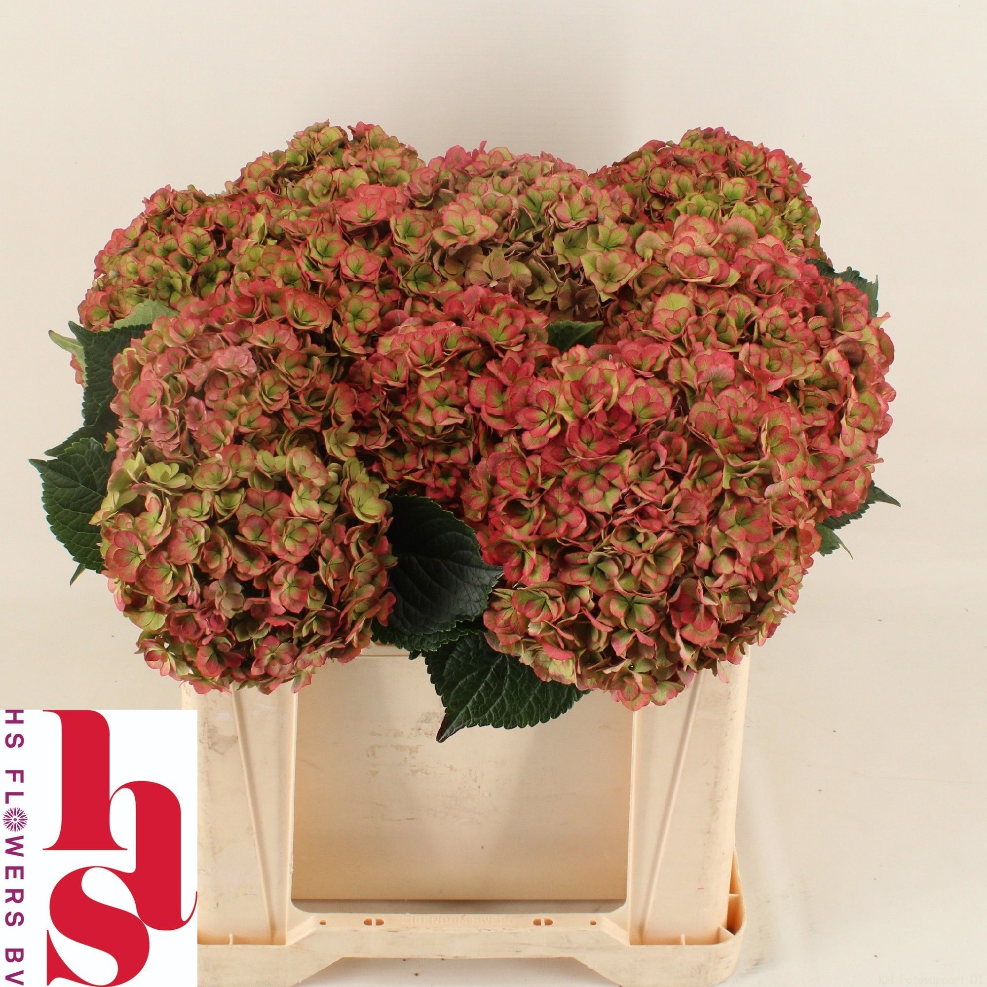 Hydrangea Royal Anastasia Classic 50cm 17Ø