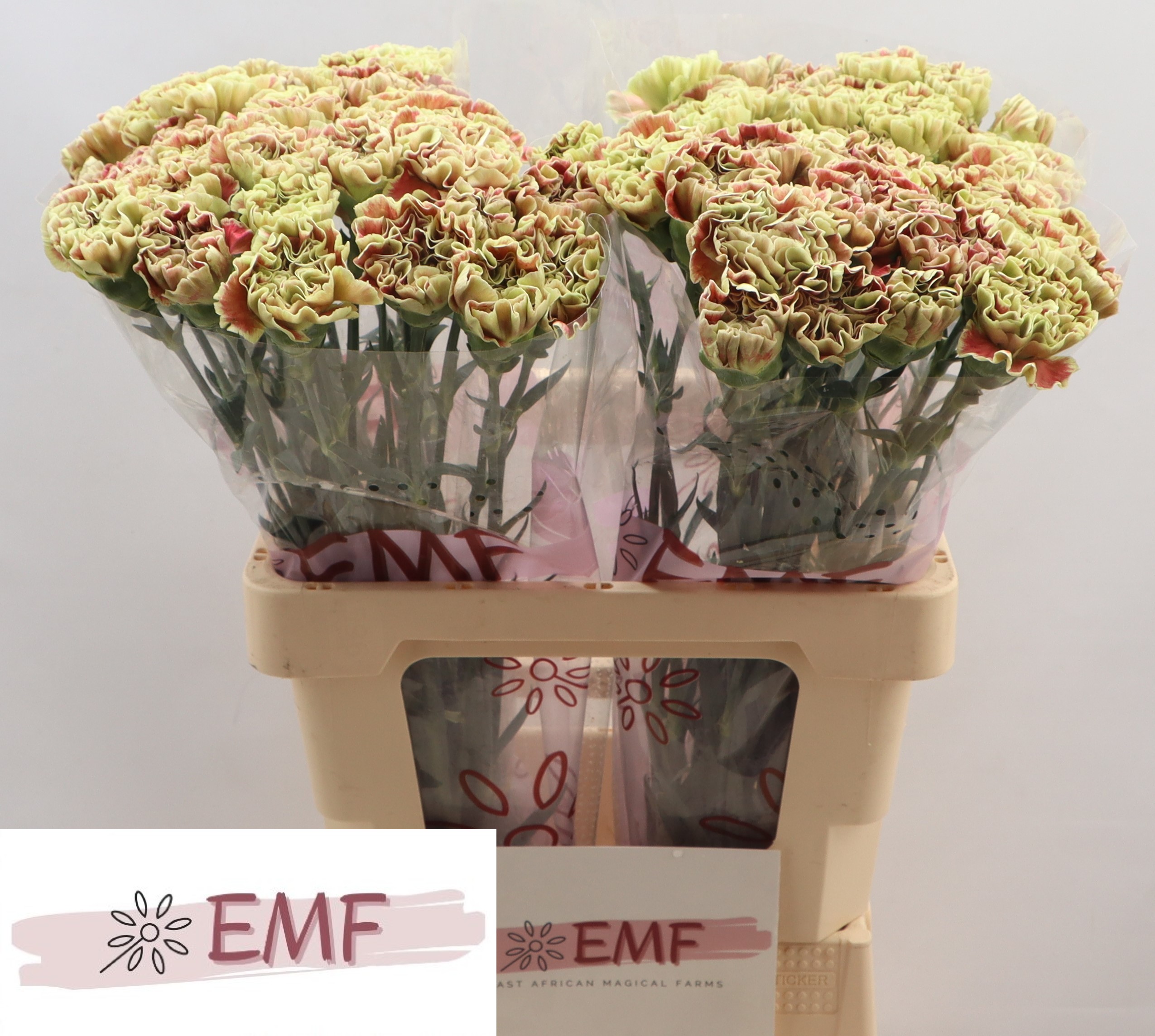 Dianthus Wine Cover 60cm