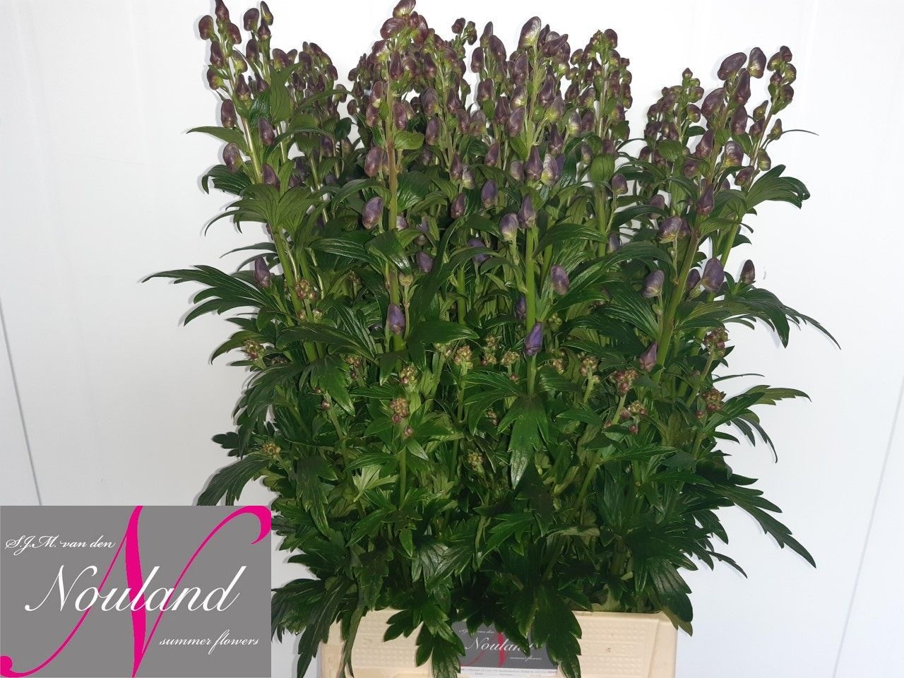Aconitum Arensi 80cm