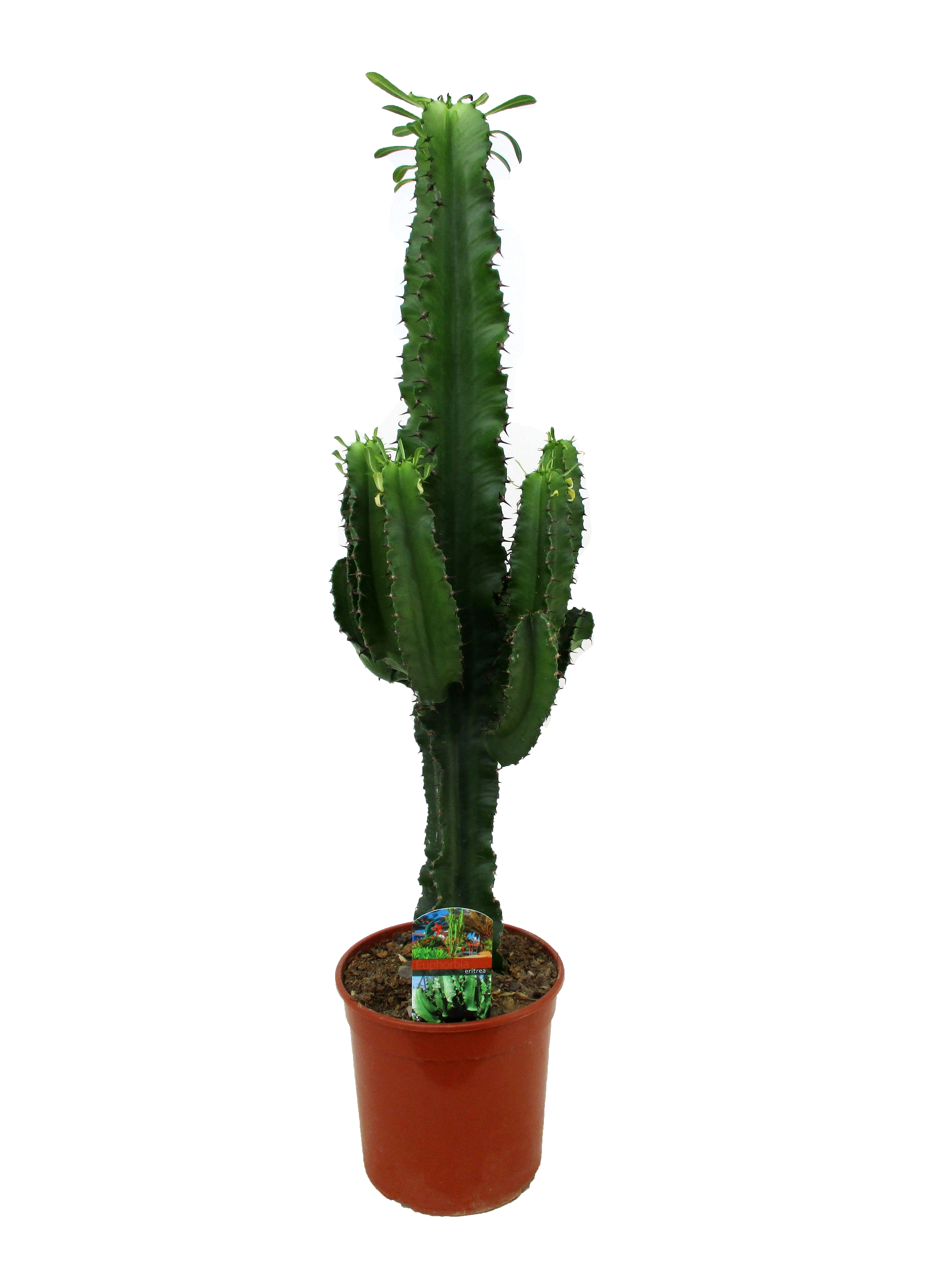 Picture of Euphorbia eritrea P19 (3 Ltr) 90cm (LOOSE)