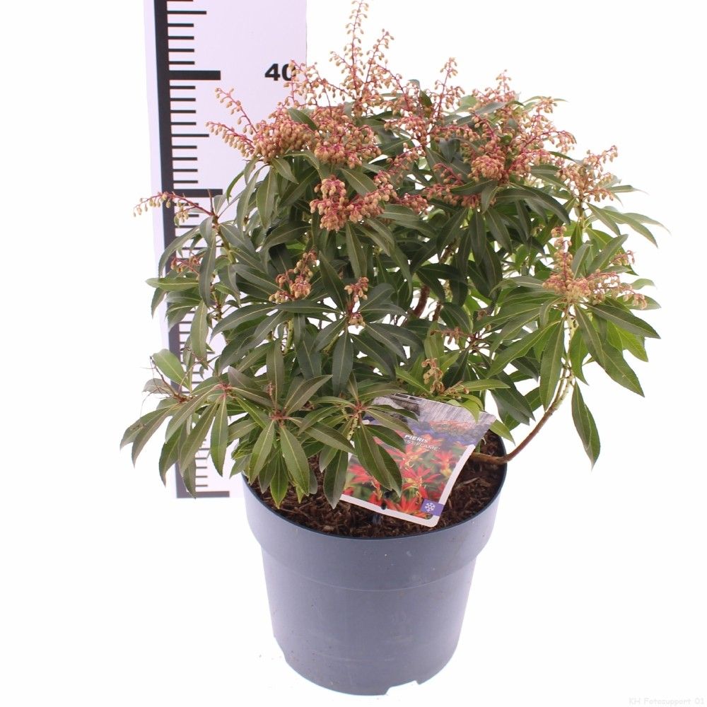 Picture of Pieris 'Forest Flame'