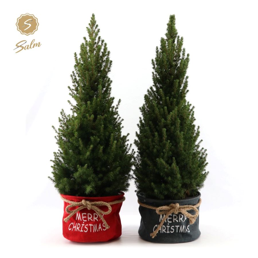 Picture of Picea gl. 'December'® P26 in Bag X-mas Duo