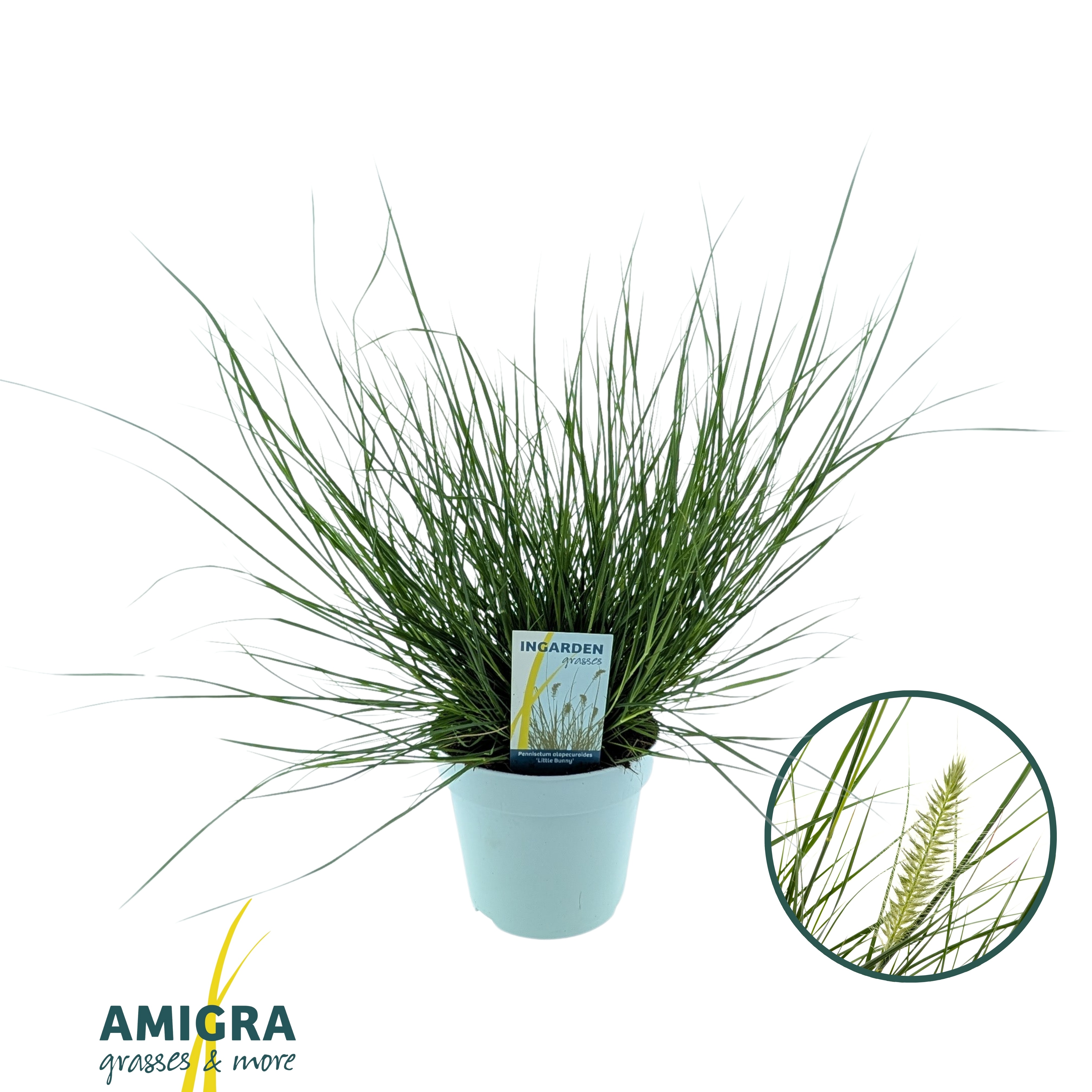 Picture of Pennisetum alopecuroides 'Little Bunny'