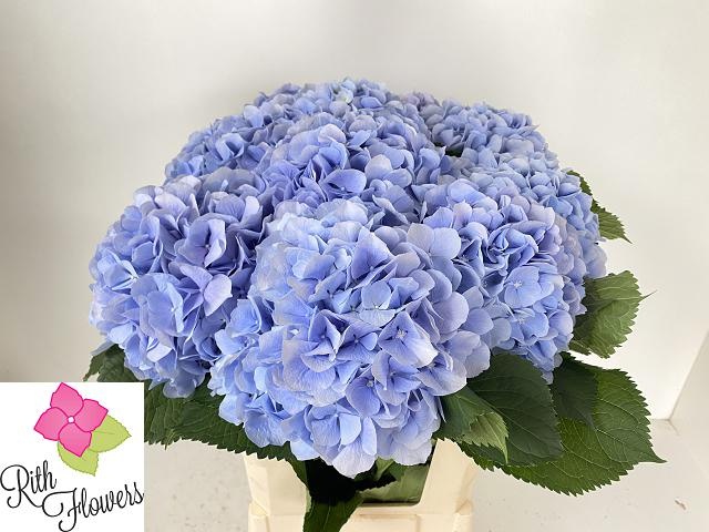 Hydr M Verena Bl
