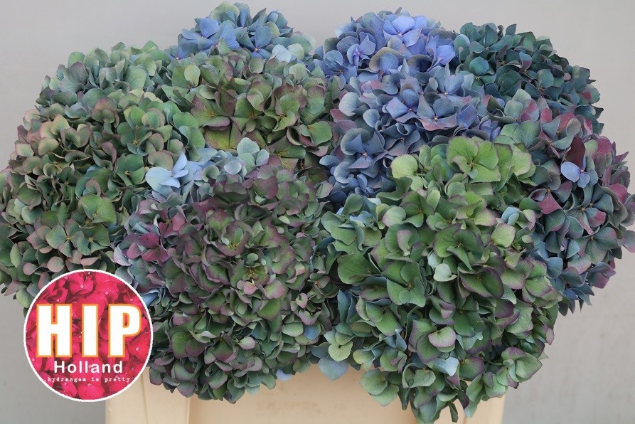 Hydrangea Pimpernel Classic 50cm 18Ø