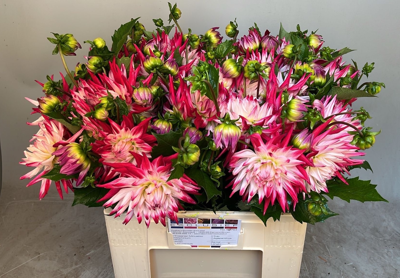 Dahlia 60cm