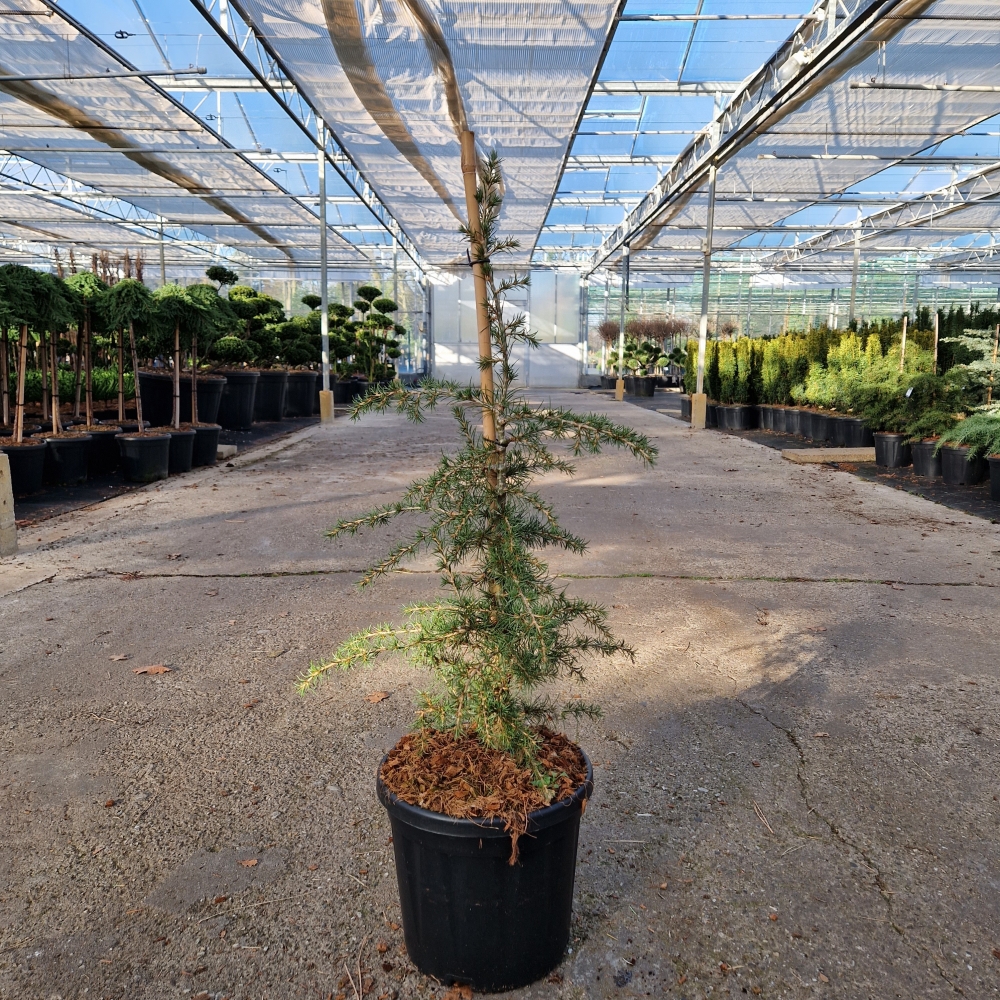 Picture of Cedrus libani Dino C8 50/+