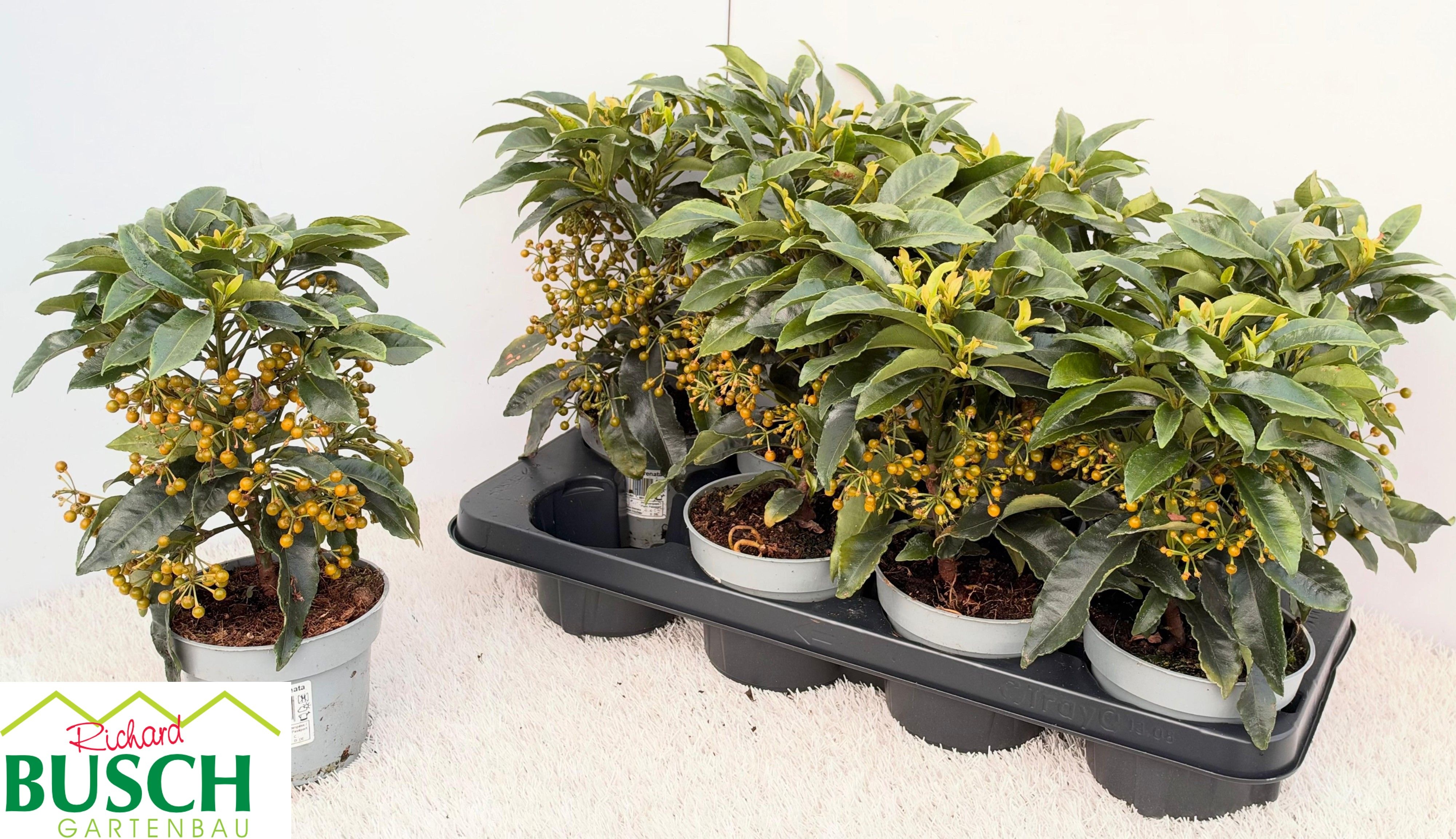 Ardis Crenata 13P 30H 23bloei