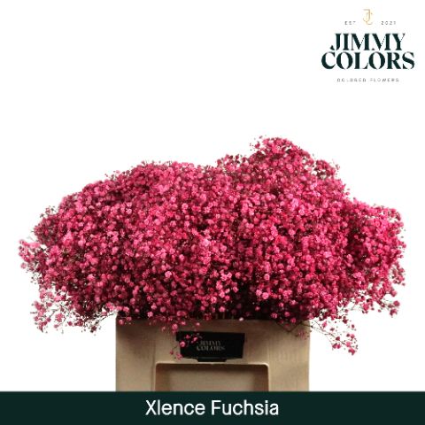Gyps Xlence L60 Fuchsia