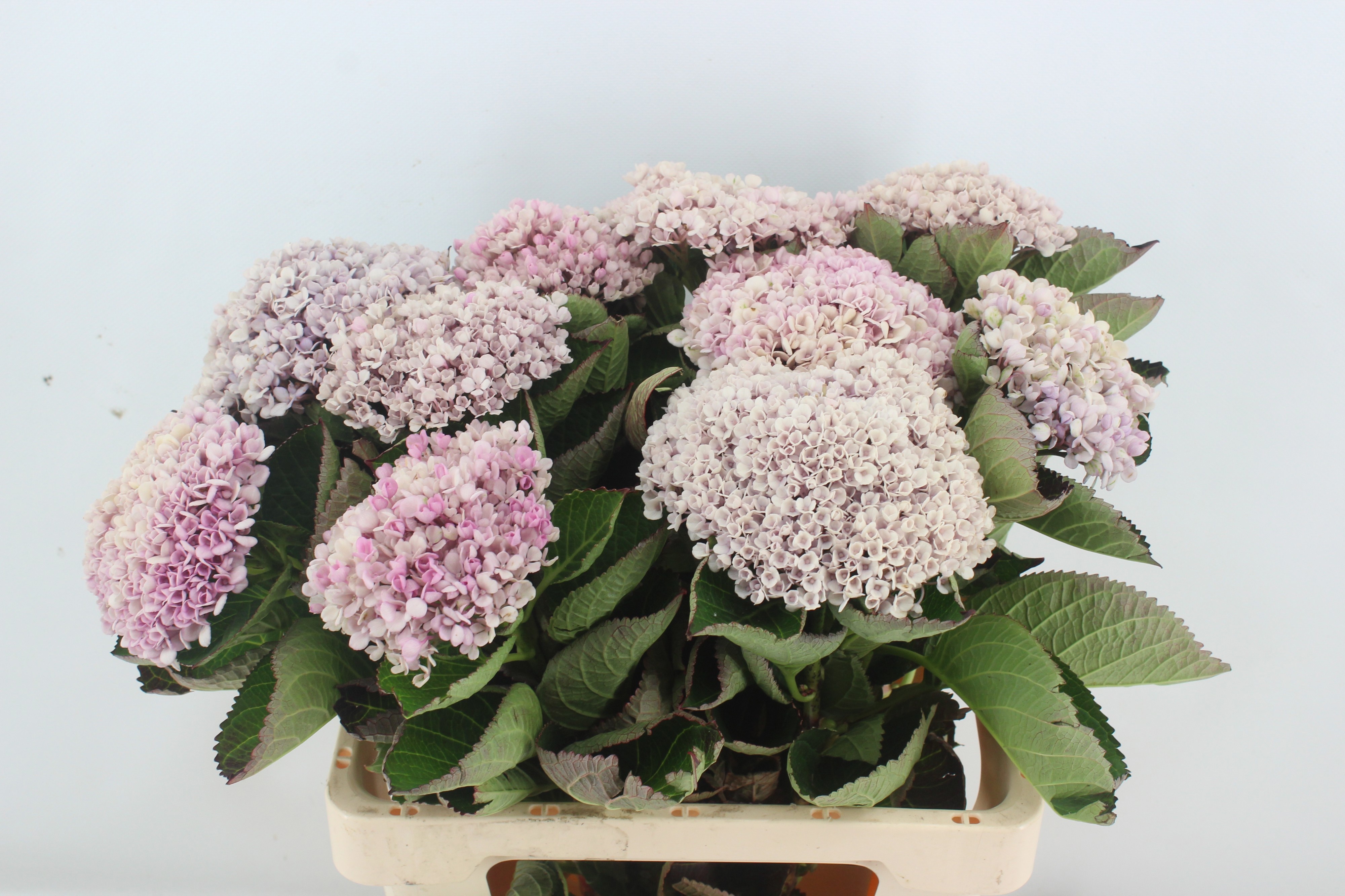 Hydrangea Revolution 60cm 12Ø
