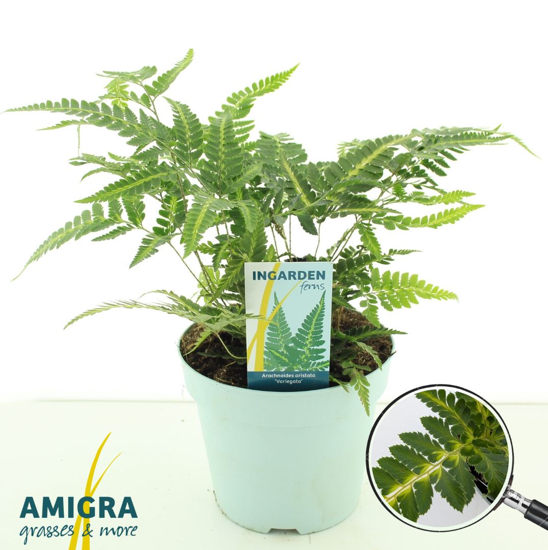 Picture of Arachnoides aristata ‘Variegata’