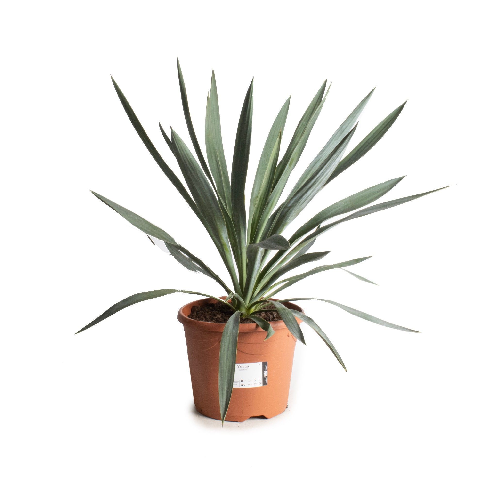 Picture of Yucca gloriosa
