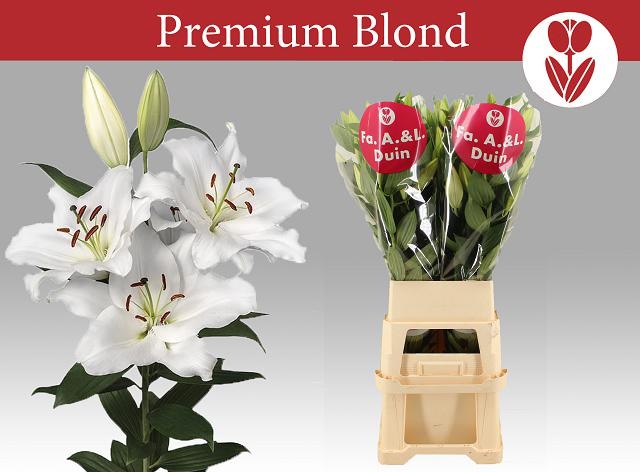 Li Or Premium Blond
