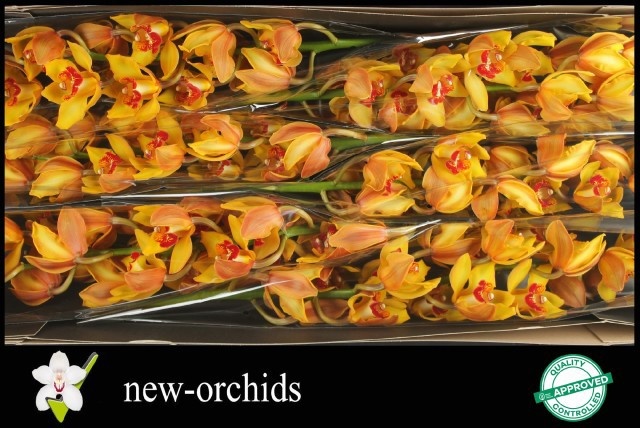 Cymbidium Amalia 12/15bl