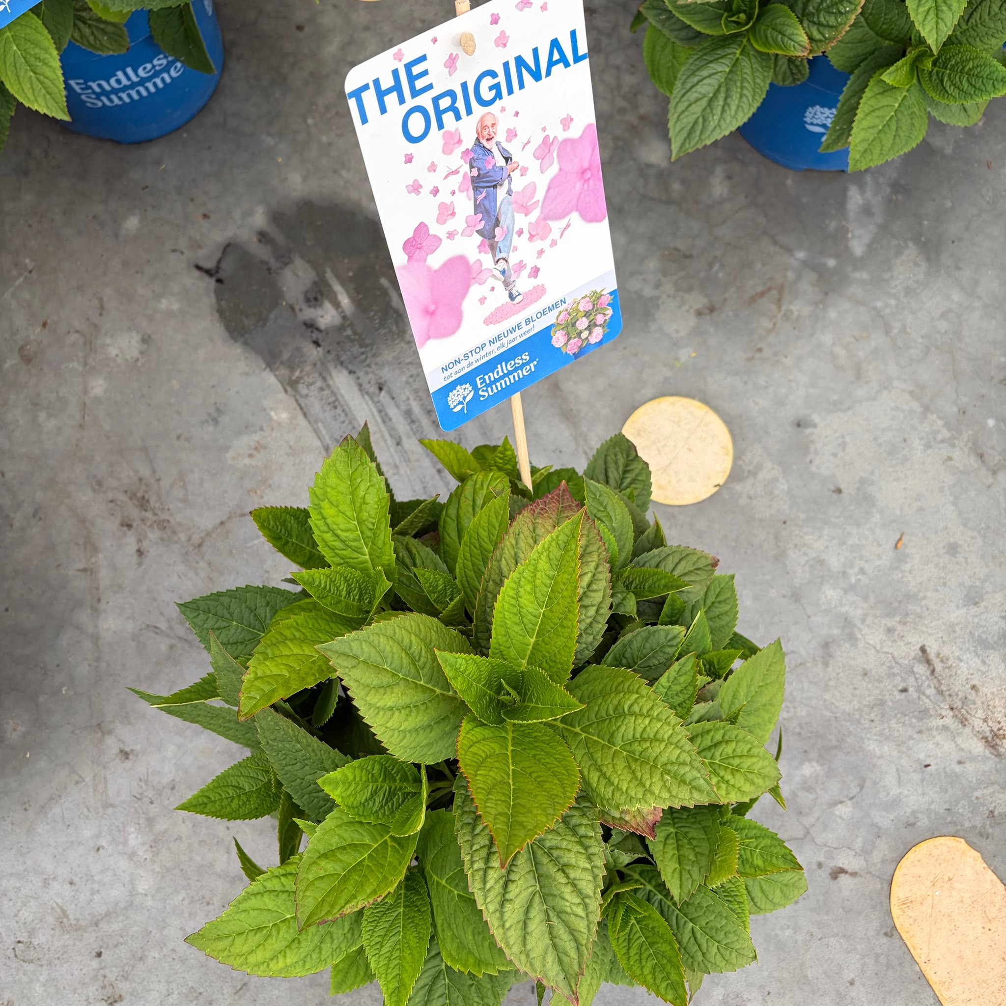 Hydrangea macrophylla Endless Summer The Original Pink