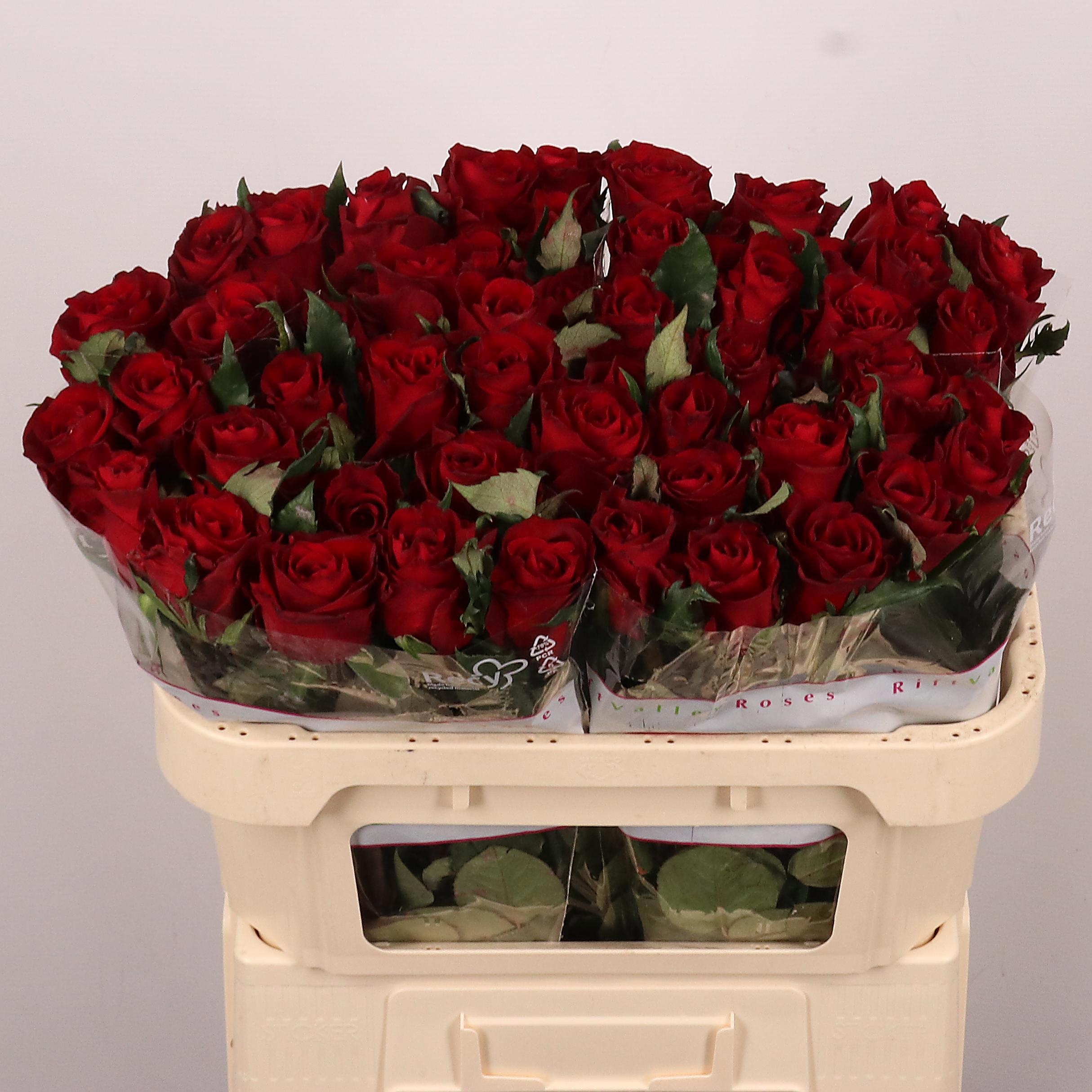 Rosa Ever Red 70cm