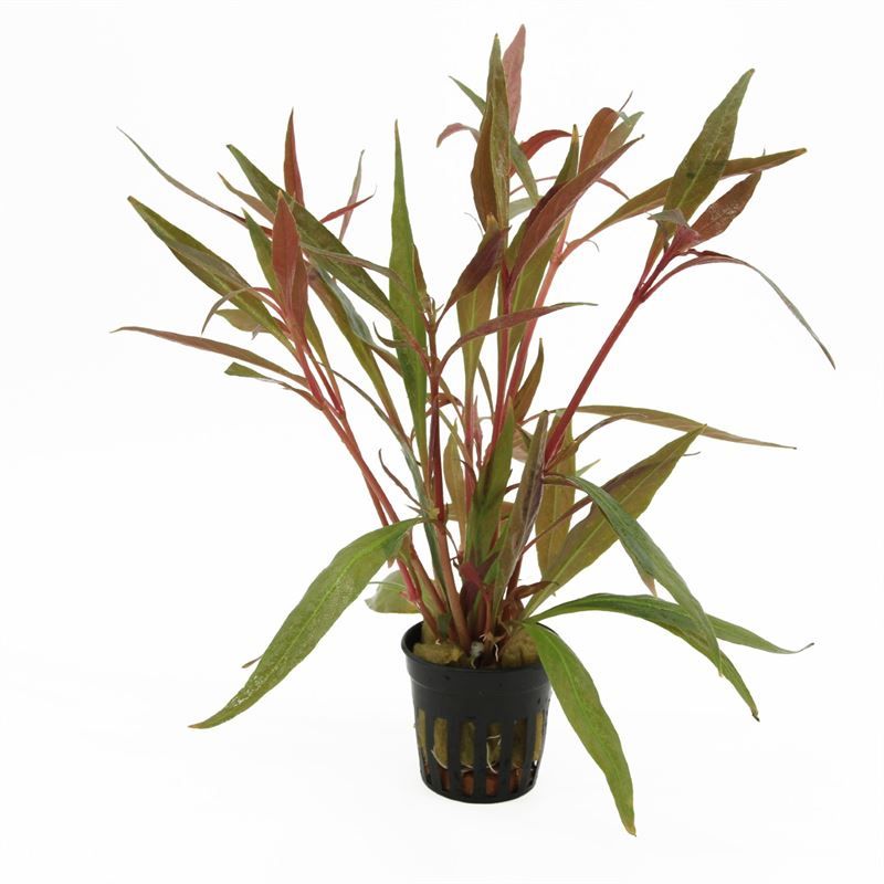 Alternanthera rosaefolia
