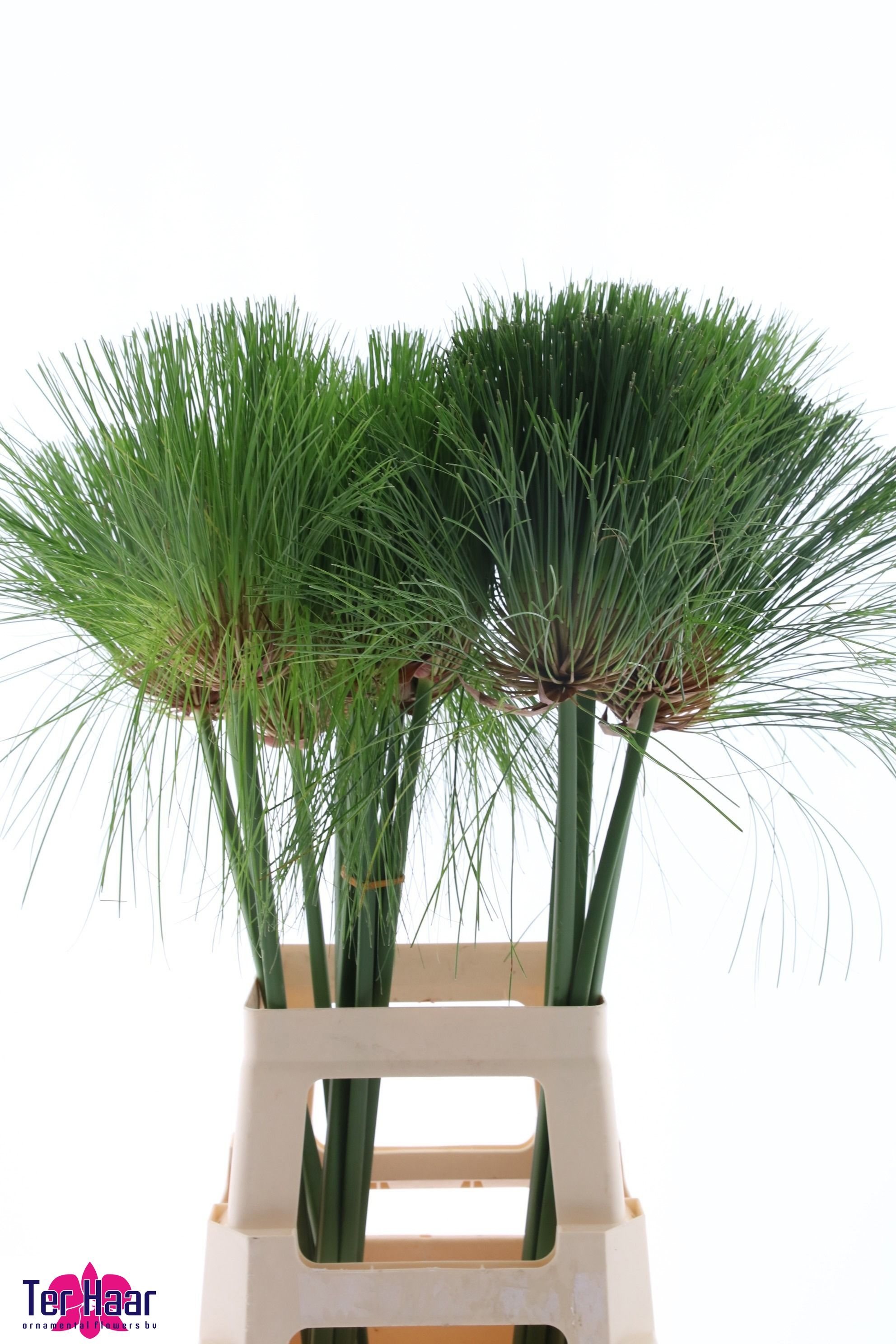 Cyperus Papyrus