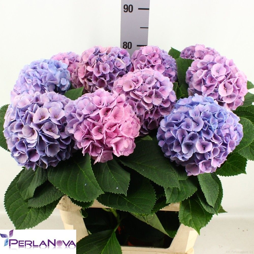 Hydrangea My Heaven 80cm 17Ø
