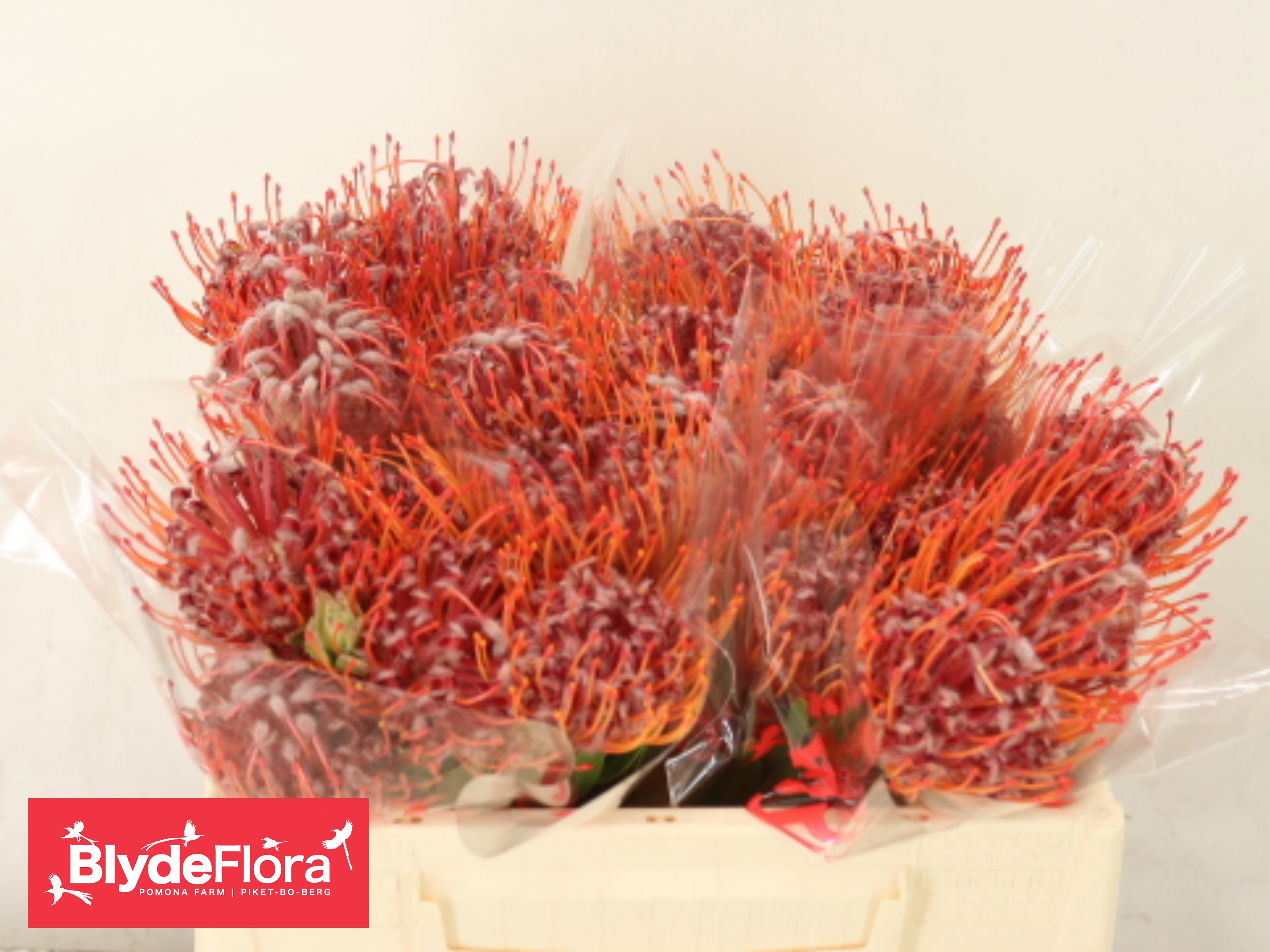 Leucospermum Scarlet Ribbon 35cm
