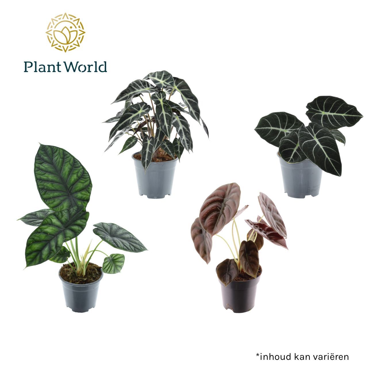 Picture of Alocasia 3-4 varieties (Decorum) P14 40CM