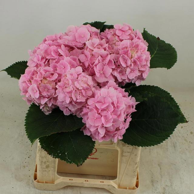 Hydrangea Verena Pink 40cm 14Ø