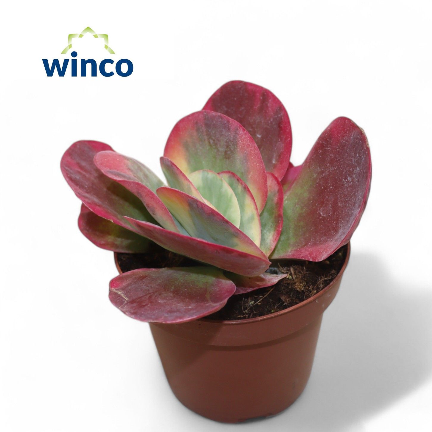 Picture of Kalanchoe Thyrsiflora Variagata (red) P13 20CM