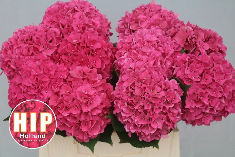 Hydrangea Rodeo Dark Pink 40cm 12Ø