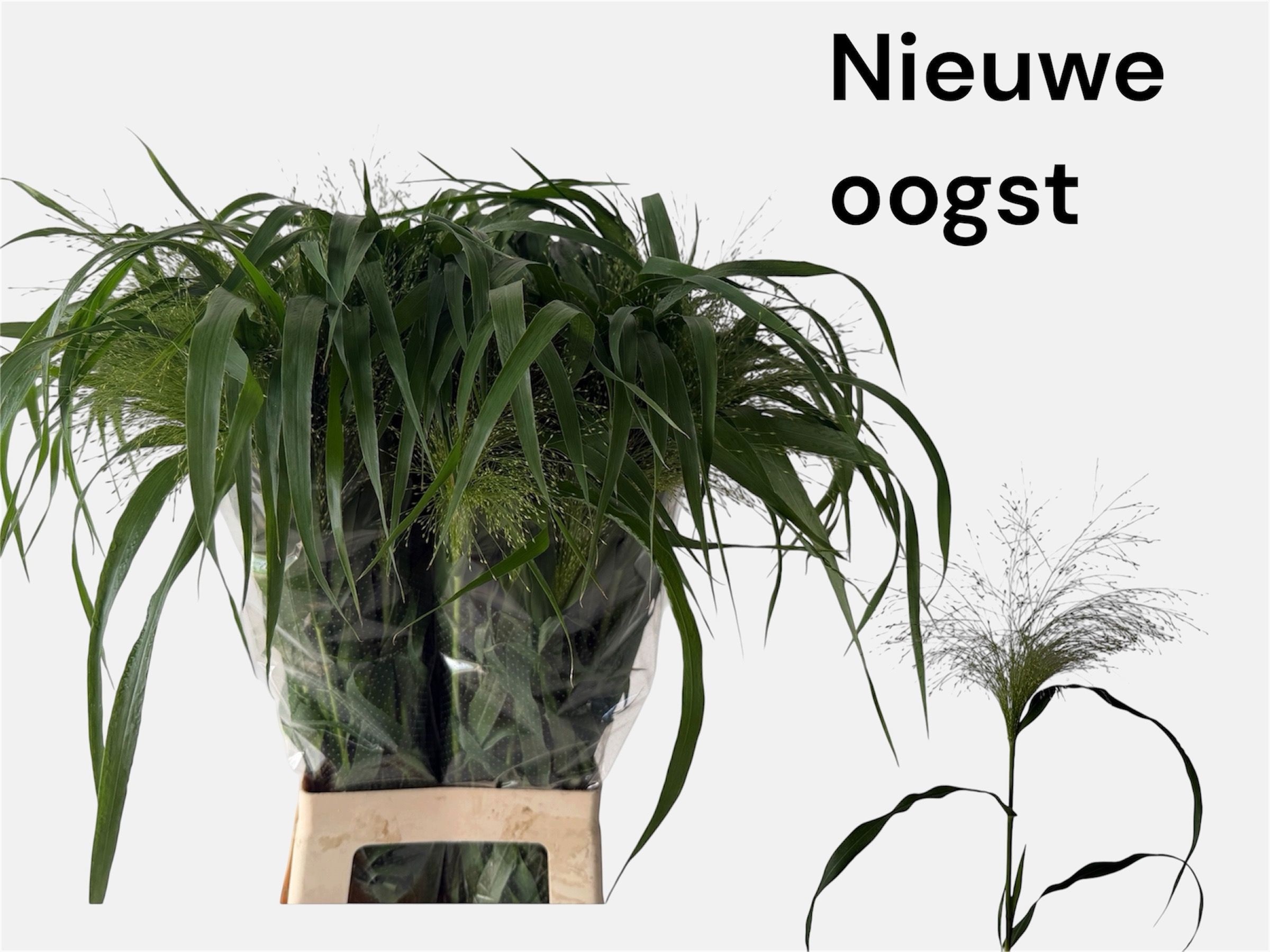 Panicum Fountain 80cm