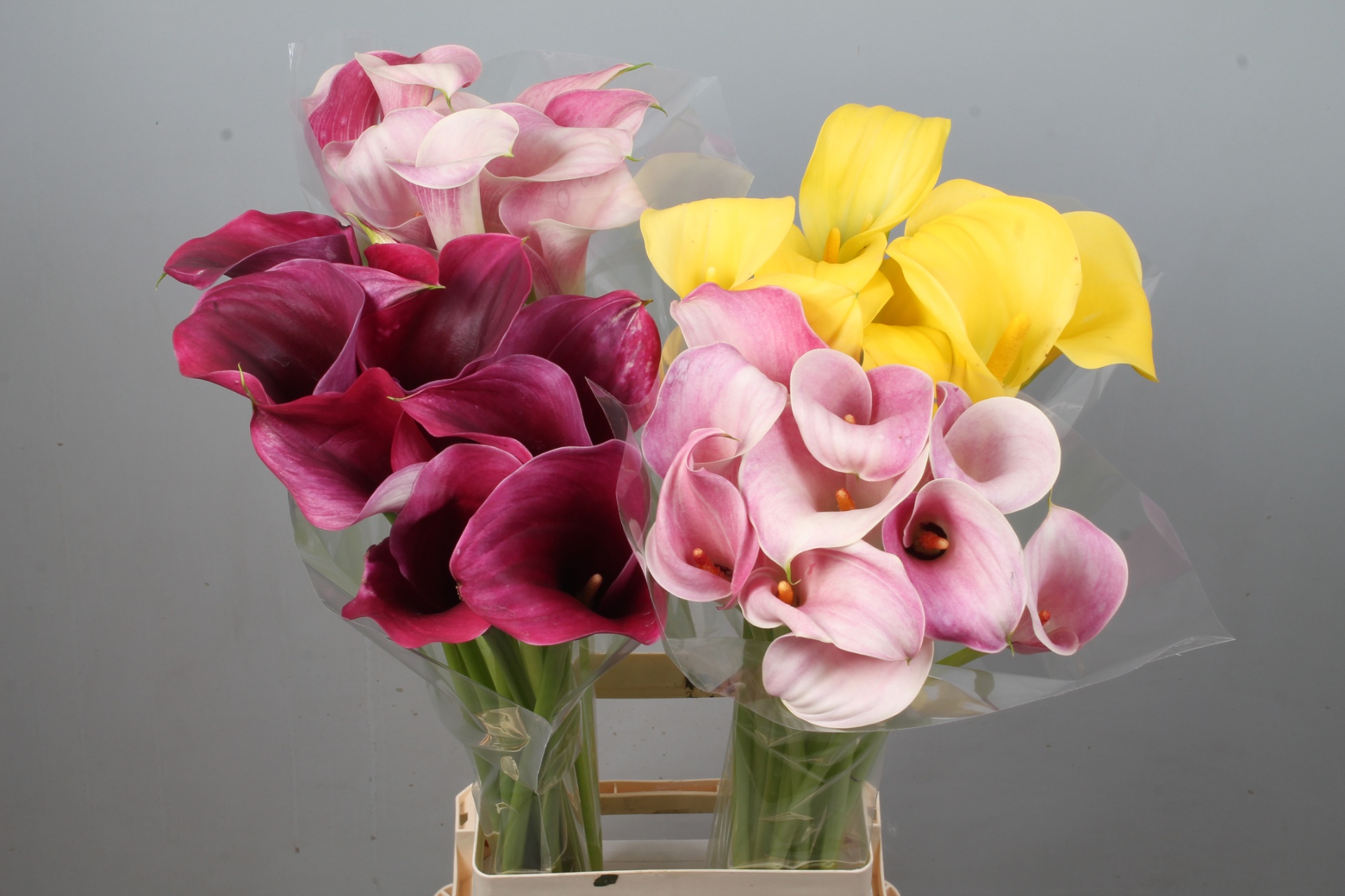 Calla Assorted 80cm