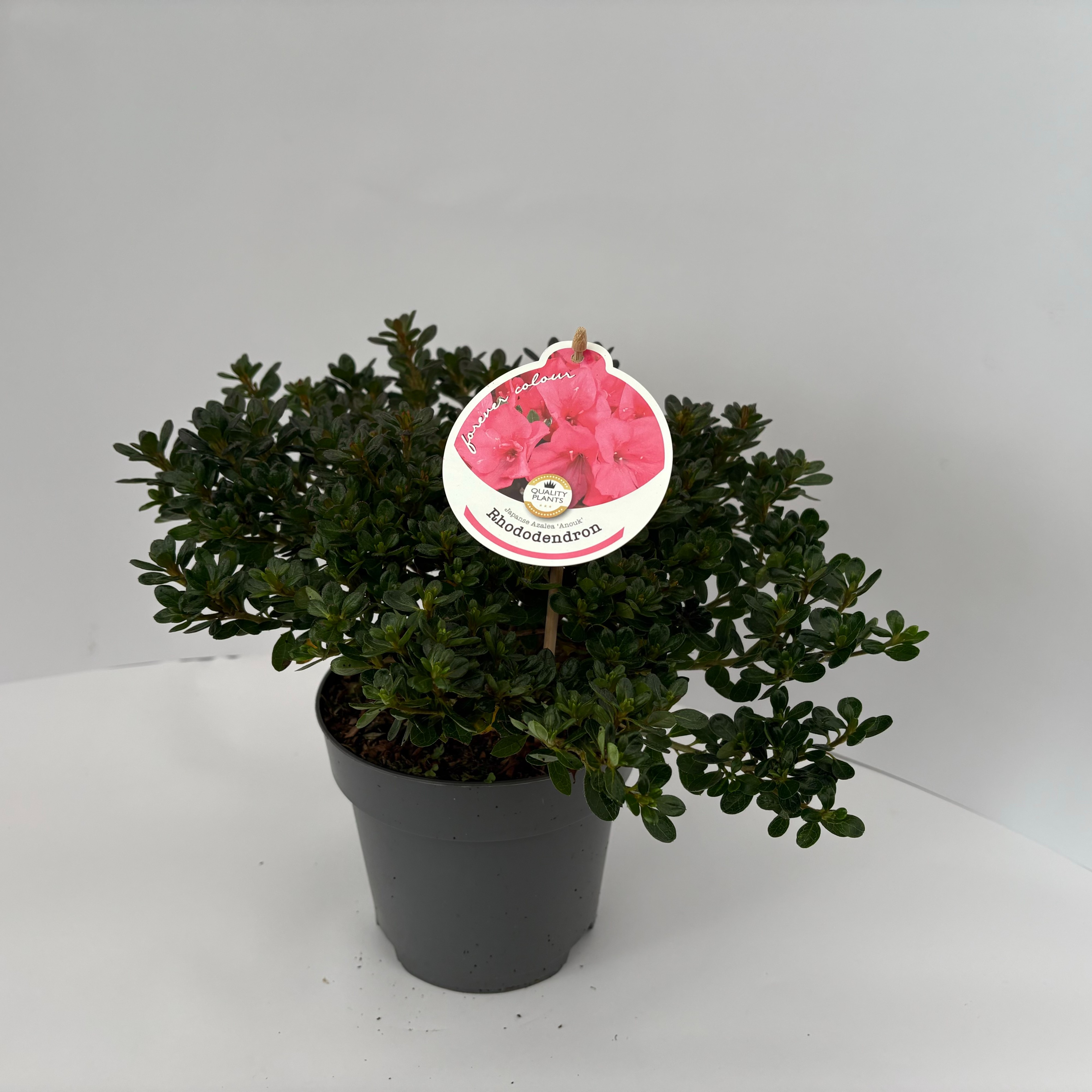 Picture of Rhododendron Anouk P17 (2 Ltr)