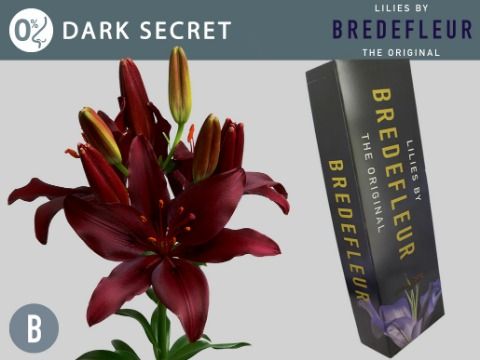 Li Az Dark Secret