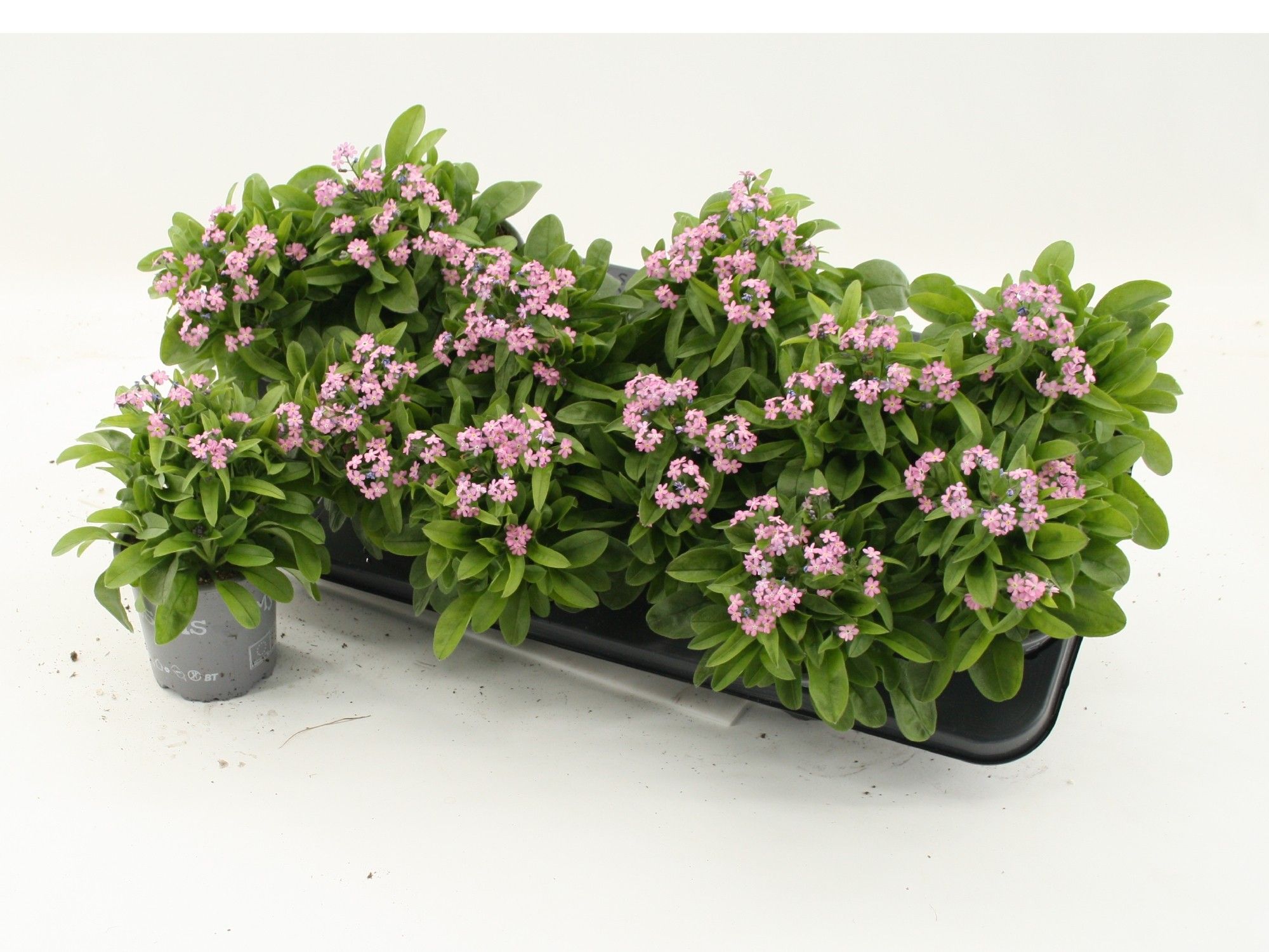 Myosotis sylvatica Mon Amie Pink