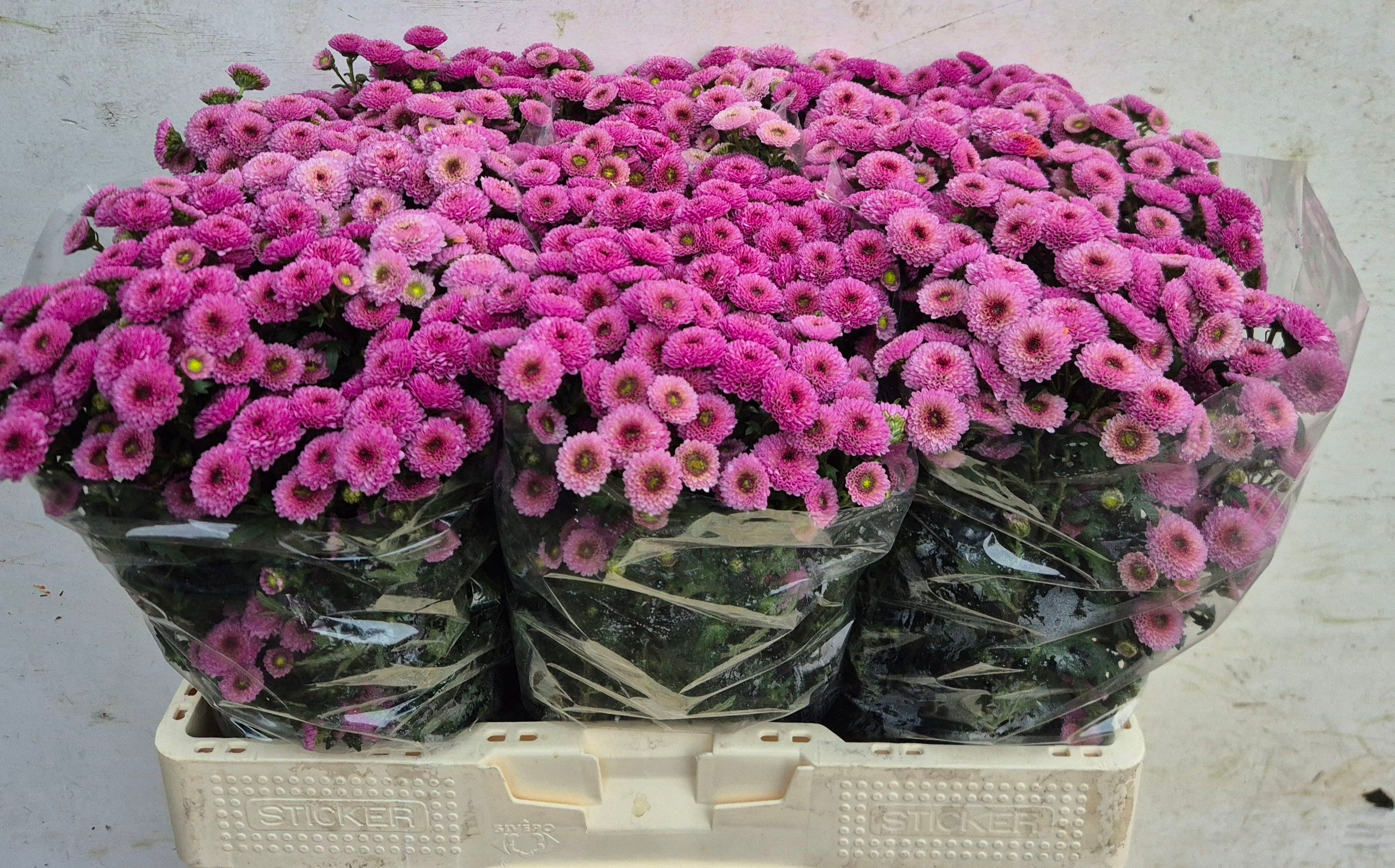 Chrys Santini Calimero Pink 55cm 105Ø