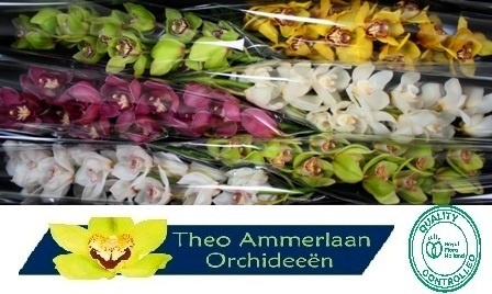Cymbidium Asst 13bl