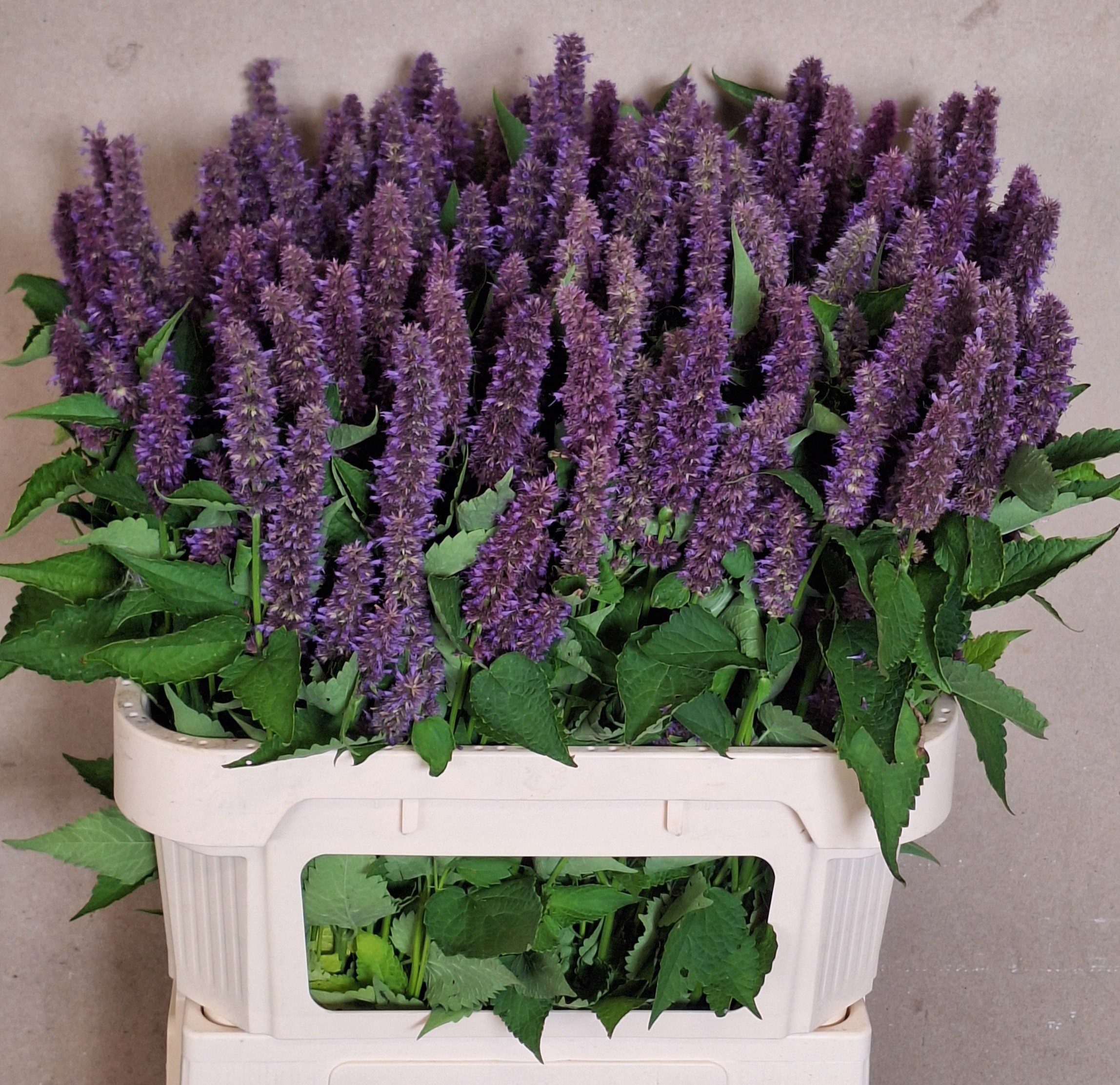 Agastache Ov
