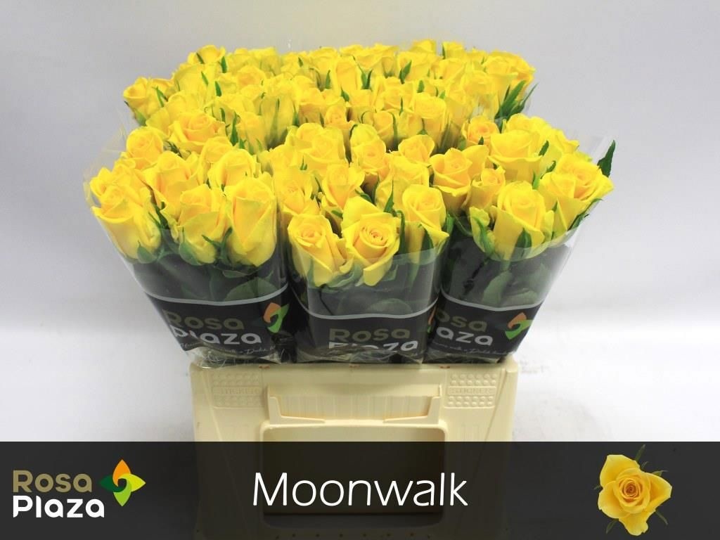 R Gr Moonwalk