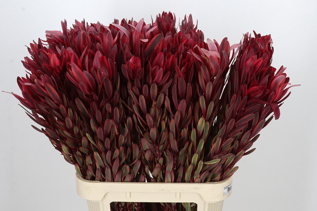 Leucadendron Jester 90cm