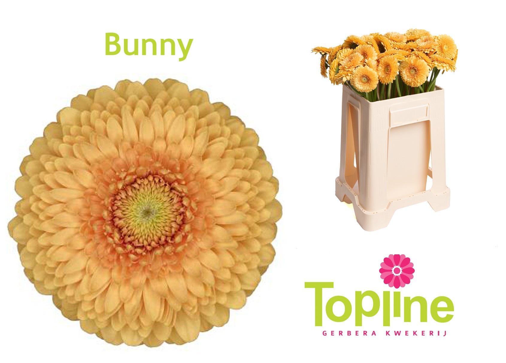 Ge Mb Pomponi Bunny