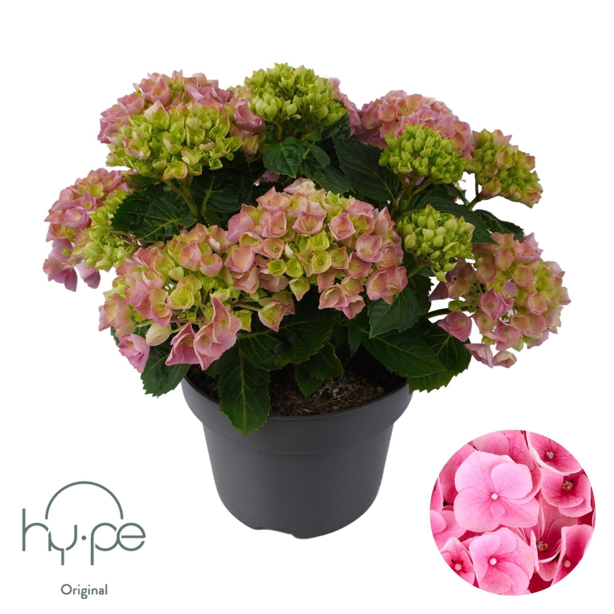 Hydrangea Mophead Pink 7+ | Hy-pe Original