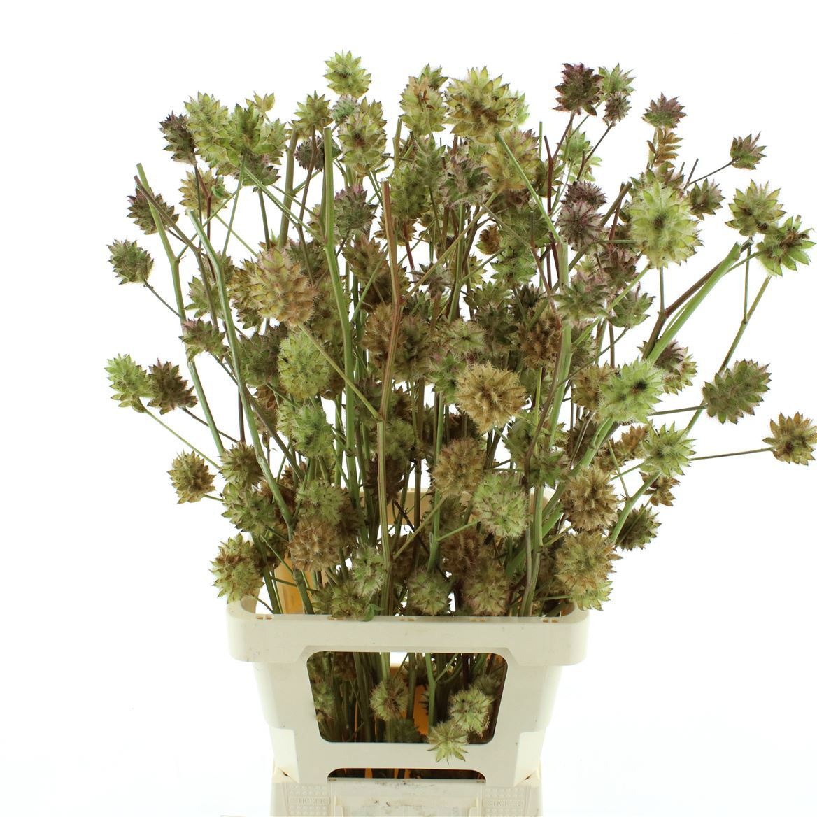 Glycyrrh Yunnanen Zd 80cm