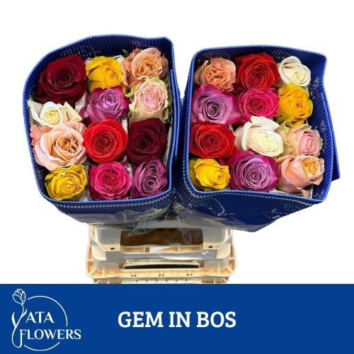 Rosa Mixed In Bunch 60cm