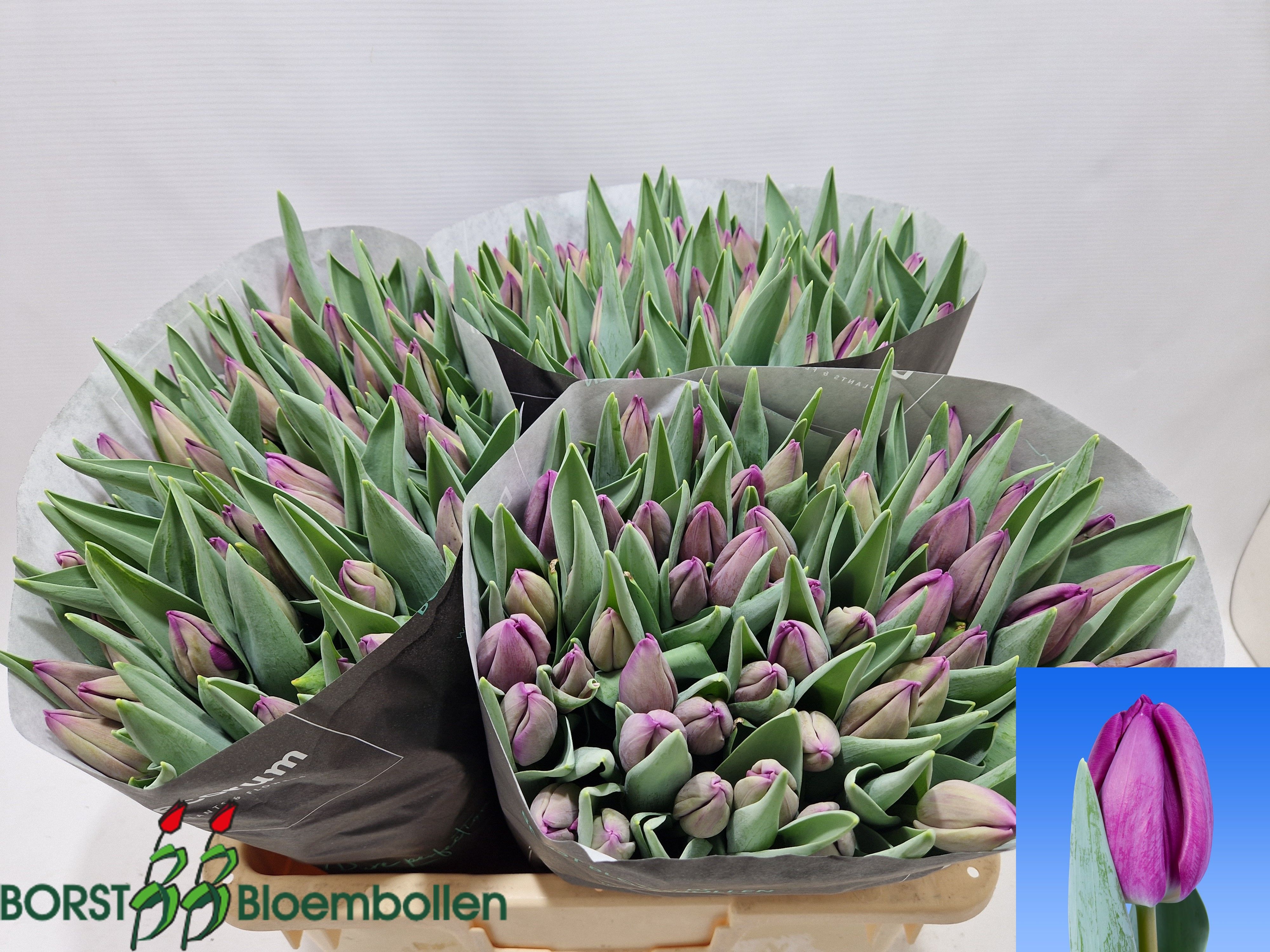 Tulipa Bullit 38cm 38gram